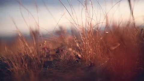 Autumn grass on the forest meadow at sunset. Stock Footage 160145595