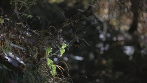Autumn grass in the forest with tree view Video stock 81430704