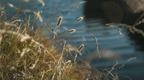 Autumn grass on a lake 2 Stock Footage 42149349