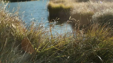 Autumn grass on a lake 3 Видео 42149096