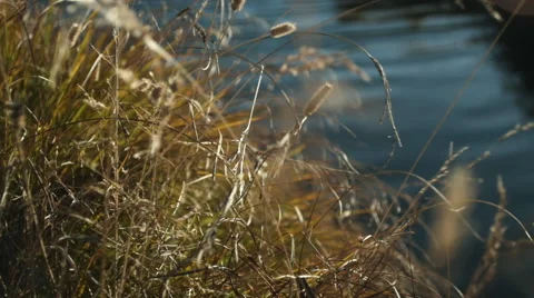 Autumn grass on a lake 4 Stock Footage 42149083