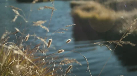 Autumn grass on a lake 5 Stock Footage 42149013