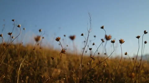 Autumn grass in the mountains Vídeo Stock 57378055