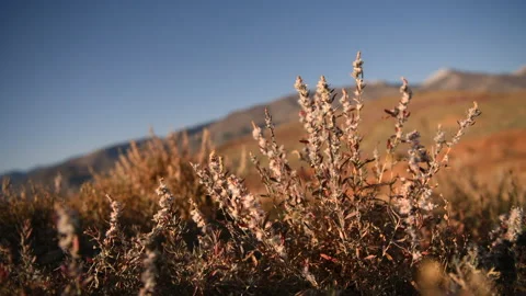 Autumn grass in the mountains at sunset. Stock Footage 142008698