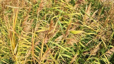 Autumn grass moving gently in light breeze near riverside Stock Footage 319932475