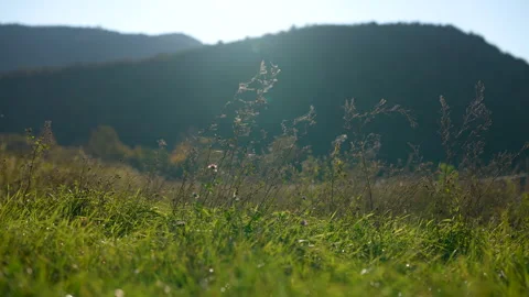 Autumn Grass Moving in the Wind Video stock 327812739