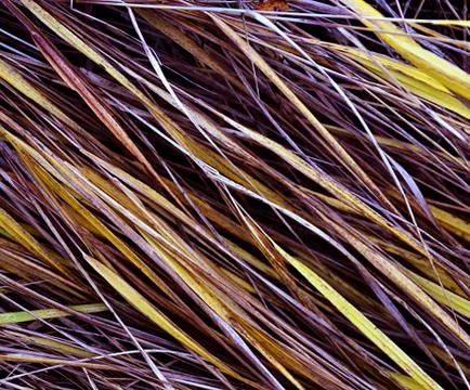 Autumn grass Stock Photos