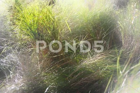 Autumn grass. Stock Photos