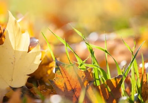 Autumn grass Stock Photos