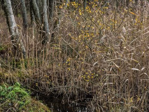Autumn grass Foto stock