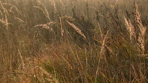 Autumn grass in the rays of dawn Stock Footage 118429925