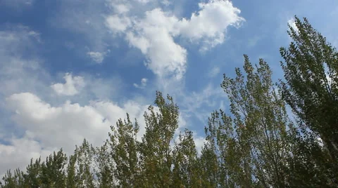 Autumn grass sky Stock Footage 42773835