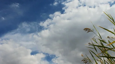 Autumn grass sky Stock Footage 42773937