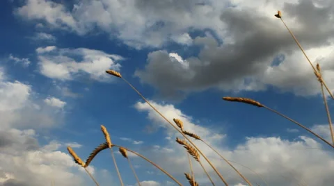 Autumn grass sky Stock Footage 42773956