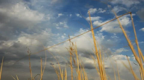 Autumn grass sky Stock Footage 42773966