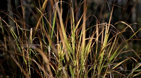Autumn grass in sunlight on dark background macro closeup Stock Footage 42690286