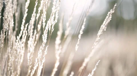 Autumn grass in sunlight macro closeup Stock Footage 42690245