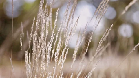 Autumn grass in sunlight macro closeup Stock Footage 42690256