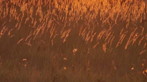 Autumn,  grass, sunset Stock Footage 55247187