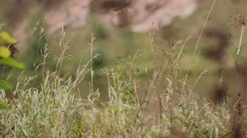 Autumn grass swaying in the wind in different directions Stock Footage 139389953
