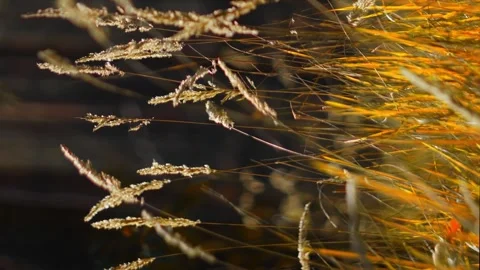 Autumn grass swaying on the wind vertical Stock Footage 256993126