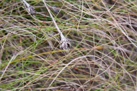 Autumn grass texture for background Stock Photos