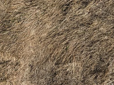 Autumn grass texture Stock Photos