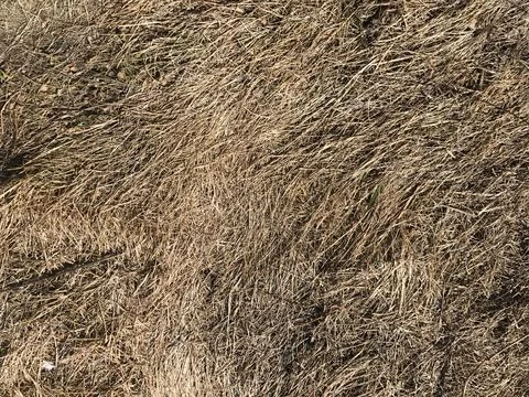 Autumn grass texture Stock Photos