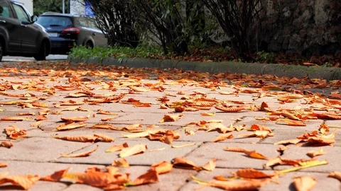 Autumn. Grass under the sun. Yellow leaves Stock Footage 115671853
