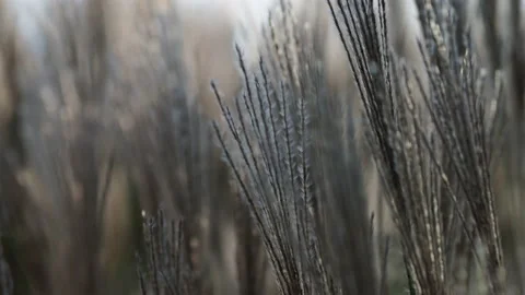 Autumn grass in the wind Stock Footage 229499629