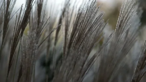 Autumn grass in the wind Stock Footage 229499631