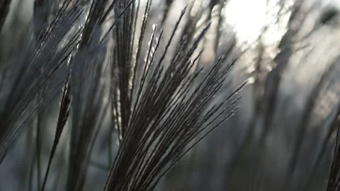 Autumn grass in the wind Stock Footage 229499636