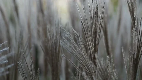Autumn grass in the wind Stock Footage 229499750