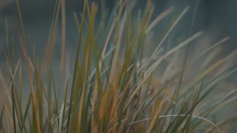 Autumn grass windy Stock Footage 99880450