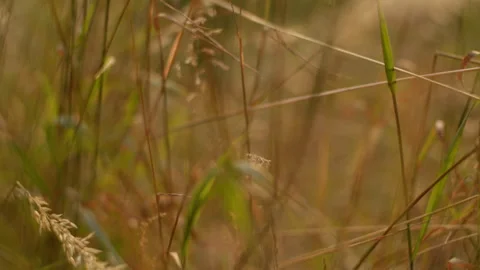 Autumn grasses in focus Stock Footage 270156231