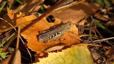 Autumn Grasshopper Resting on a Yellow Leaf Stock Footage 102347826
