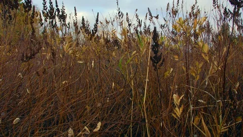 Autumn grassland Stock Footage 120379063