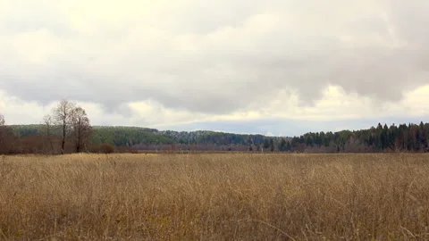 Autumn grassland Stock Footage 290853448