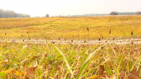 Autumn grassland sliding. Stock Footage 44753123