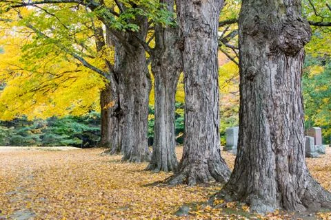 Autumn Graveyard Stock Photos