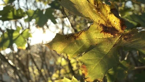 Autumn Green Maple Leaf In Soft Backlight Stock Footage 97181424
