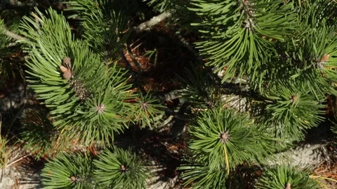 Autumn green pine 库存影片 80986517