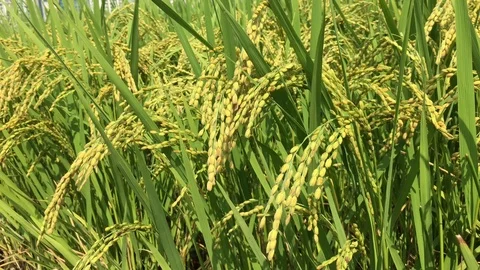 In autumn, green rice fields Stock Footage 95792108