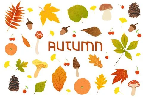 Autumn greeting card イラスト素材