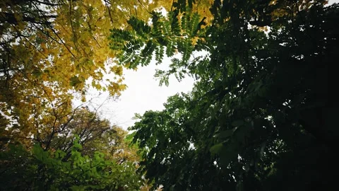 The autumn grey sky is visible behind the autumn yellow branches of the trees Stock Footage 277632609