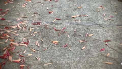 Autumn ground Stock Footage 152020830