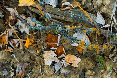Autumn ground Stock Photos
