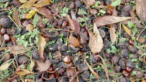 Autumn ground texture with fallen leaves and chestnut shells Stock Footage 269981413