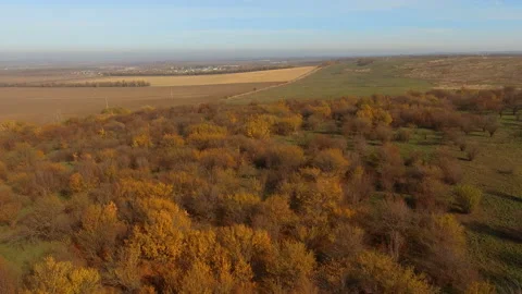 Autumn grove in the fields Stock Footage 149189708
