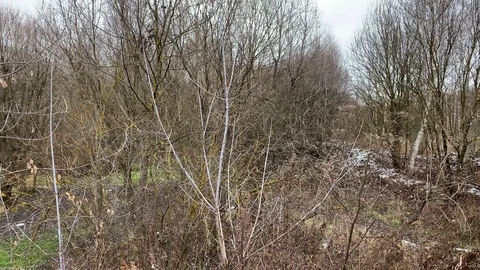 Autumn grove Stock Footage 120008731